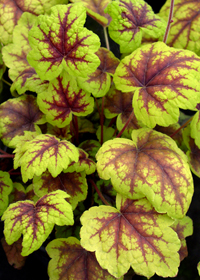 Heucherella  'Stoplight'